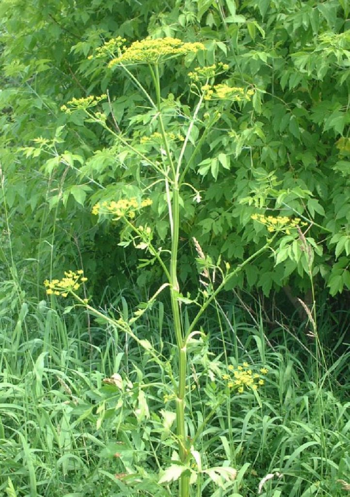 Wild Parsnip