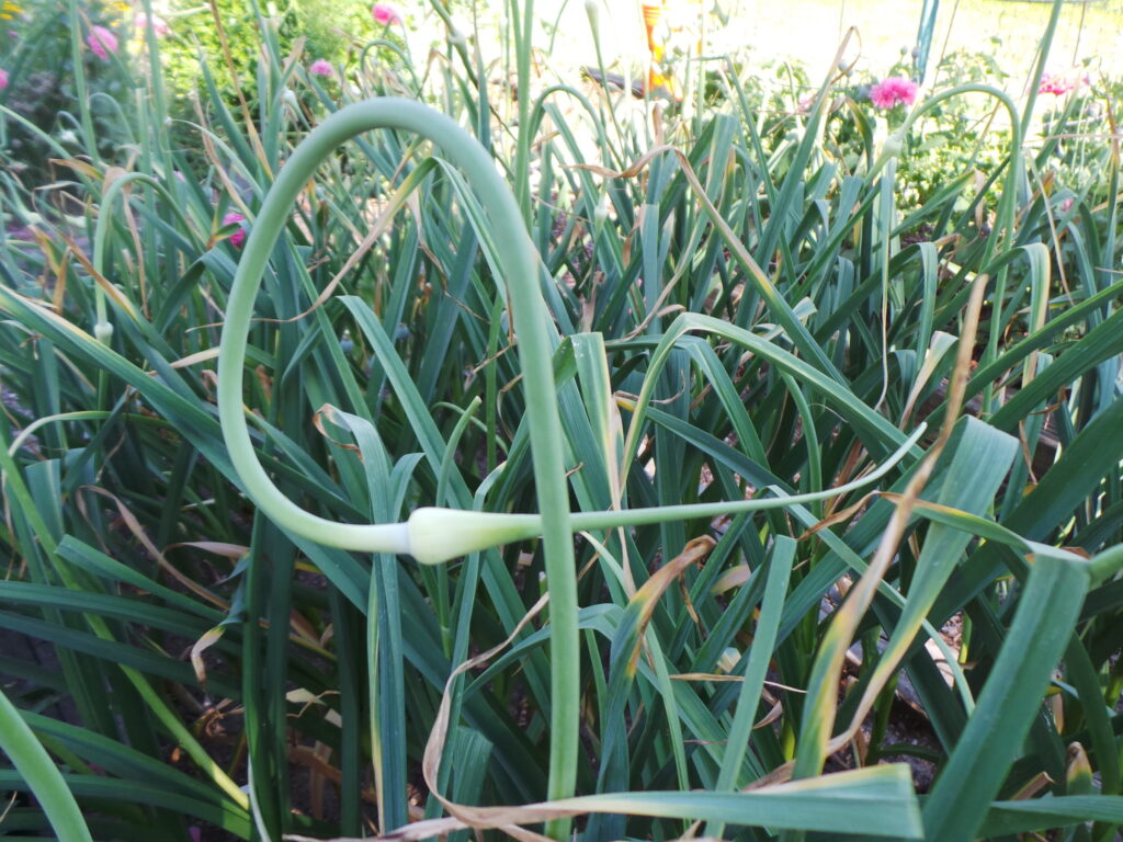 Garlic scape in a garden