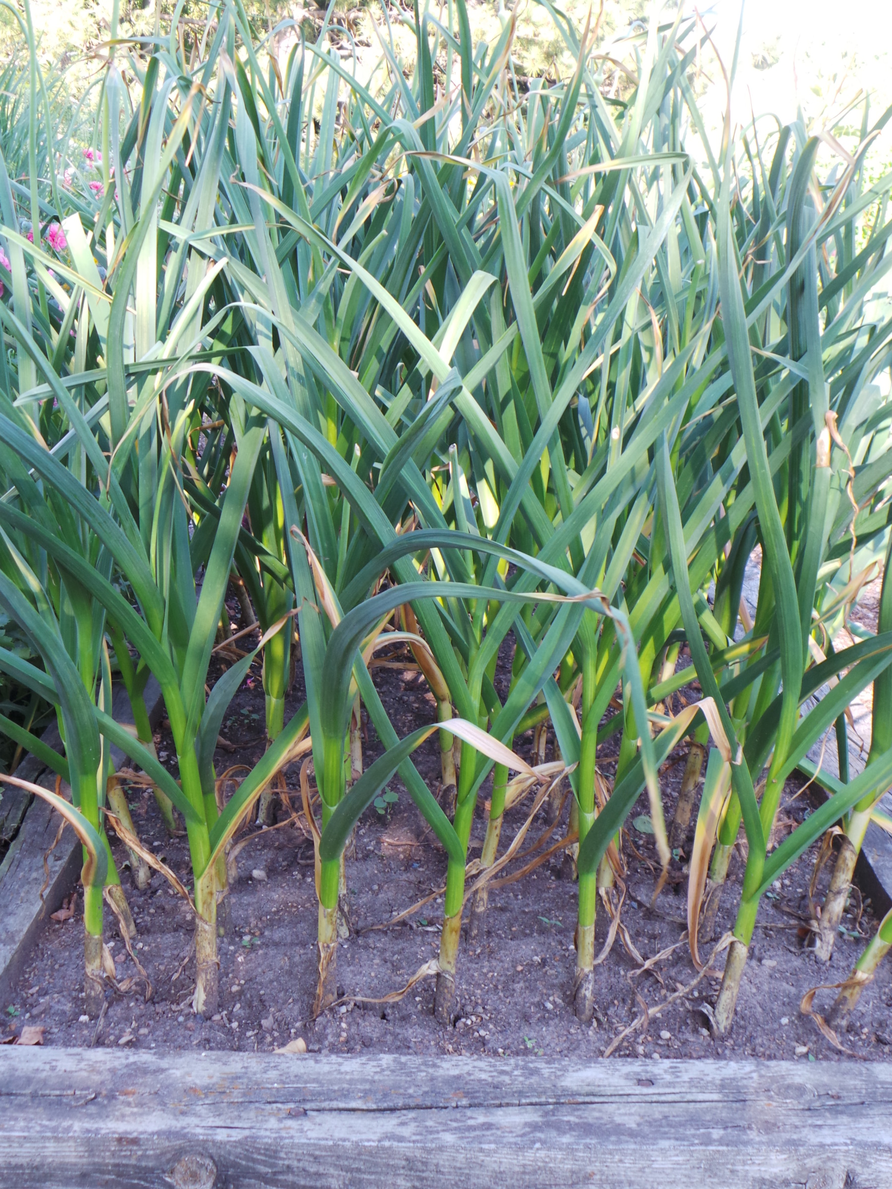 Garlic growing in a raised bed
