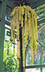 A container of burro’s tail in the small conservatory of the Victorian secret garden at the Denver Botanic Garden.