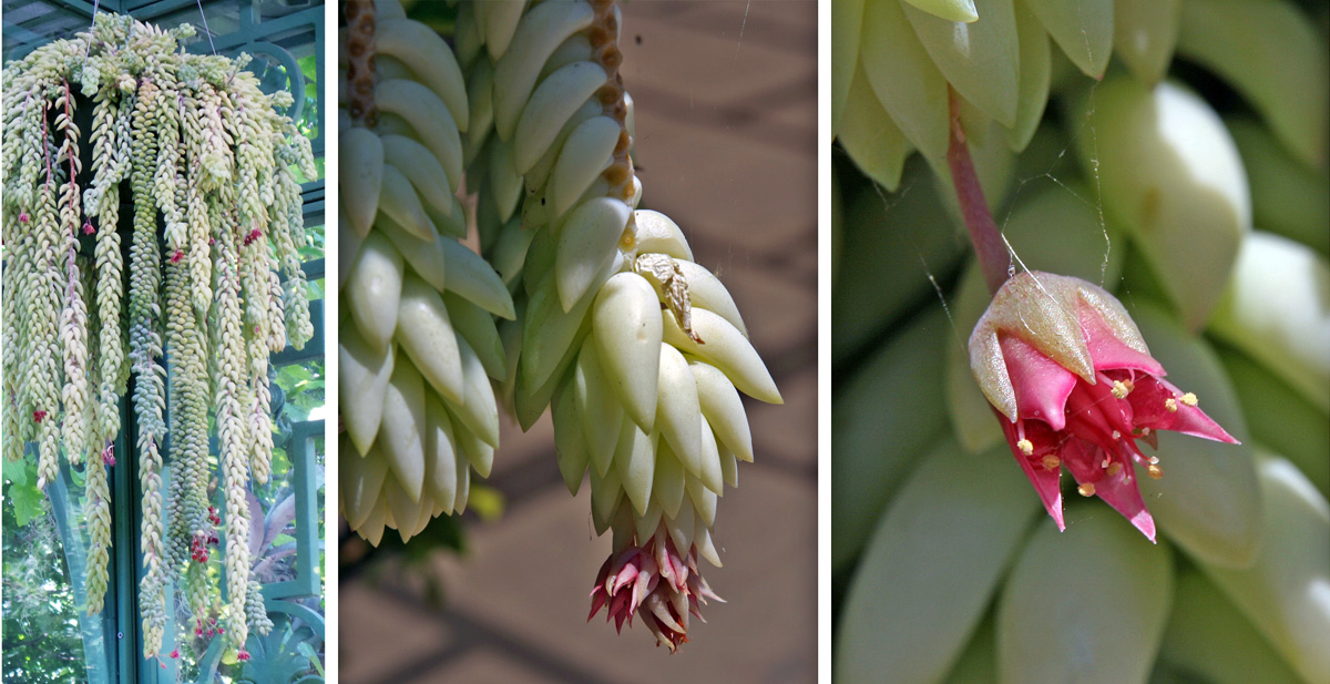 Terminal flower clusters (L and C) have small, pink to red, star-shaped blossoms (R).