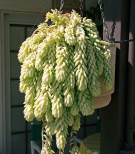 Burro’s tail grows best in bright light.