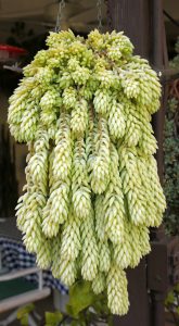 The common name burro’s tail comes from the resemblence of the trailing stems to an animal’s tail.