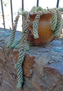 Burro’s tail is easily grown as a houseplant.