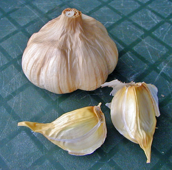 Garlic, Allium sativum – Wisconsin Horticulture
