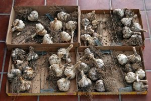 Allow garlic bulbs to dry in a well-ventilated area for a few weeks to cure, then clean.