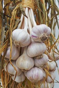 Knowing when to harvest garlic can be difficult.