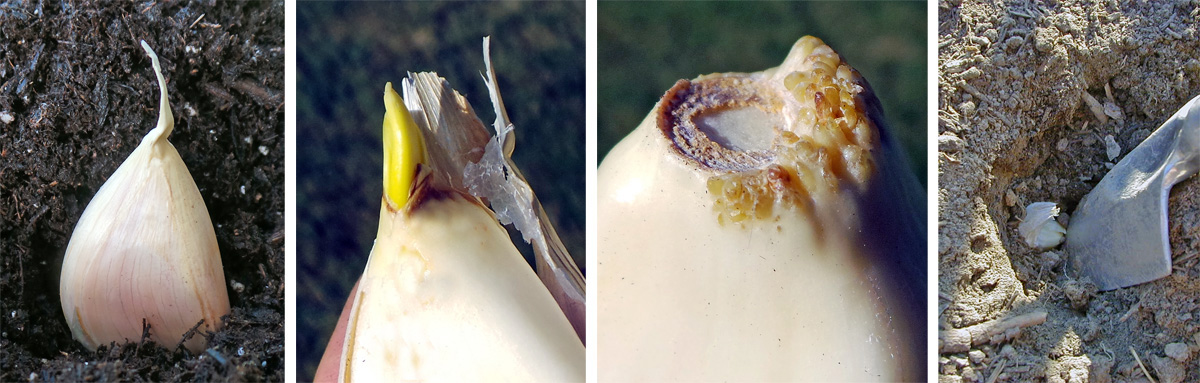 Plant the individual garlic cloves with the pointed side up (L), as this is where the shoot will emerge (LC). The basal plate at the bottom is where the roots will emerge (RC). Place the bulbs several inches deep in the soil (R).