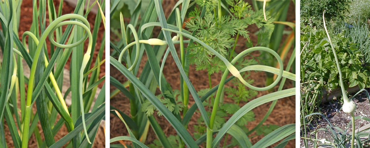 Garlic scapes can be removed, but if the plants are well-fertilized leaving the scapes intact will not reduce yield. 