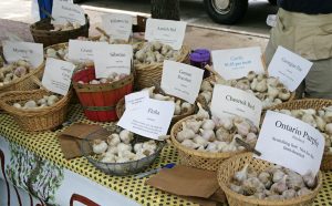There are hundreds of varieties of garlic.