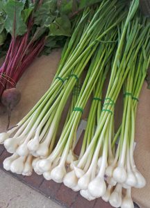 Young garlic, with mild-flavored, immature bulbs, can often be found at Farmer’s Markets.