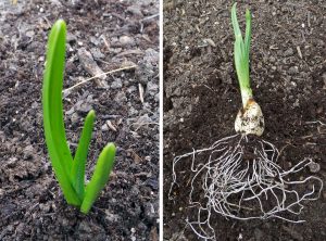 Fertilize garlic when the shoots are 4-6 inches tall (L). Even though there is little foliage, there is a large root mass (R).