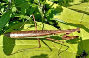 brown female praying mantis