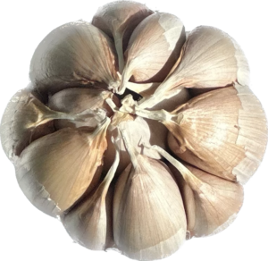 Does it Really Work: The Garlic Master