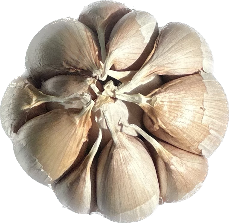 Top down view of garlic head