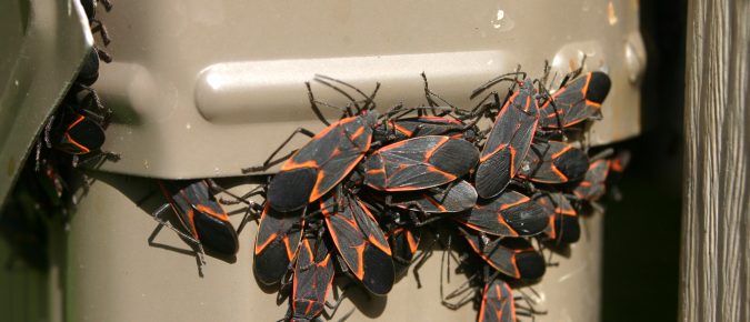 Boxelder Bug, Boisea trivittatus