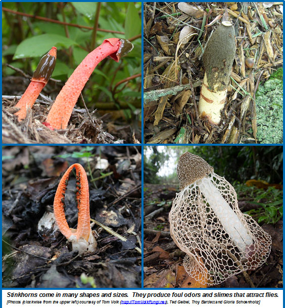 How Do You Get Rid Of Stinkhorn Fungus All information
