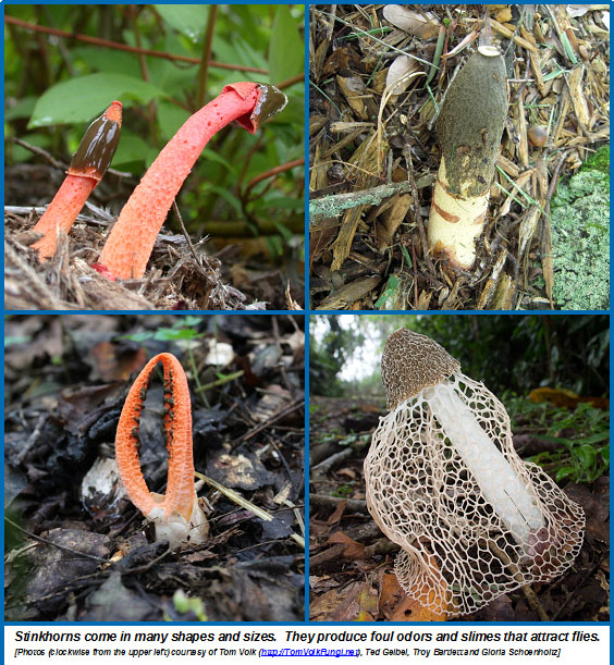 Stinkhorns Wisconsin Horticulture