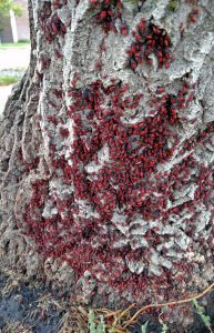 Lots of boxelder bug nymphs on a boxelder tree trunk.