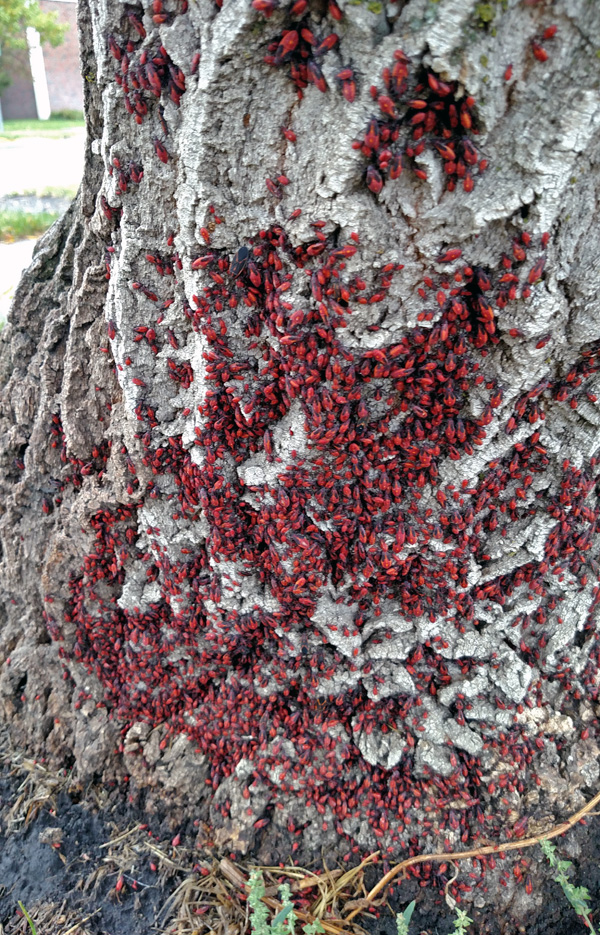 Boxelder Bug, Boisea trivittatus – Wisconsin Horticulture