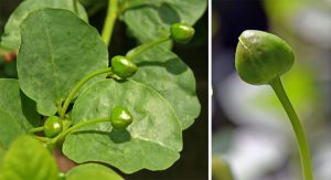 The edible caper is the unopened flower bud, picked when still dark green and the size of a corn kernel.