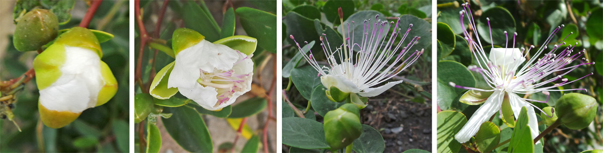 The white petals unfurl from the bud (L and LC) to expose the numerous, long purple-tipped stamens (RC and R).