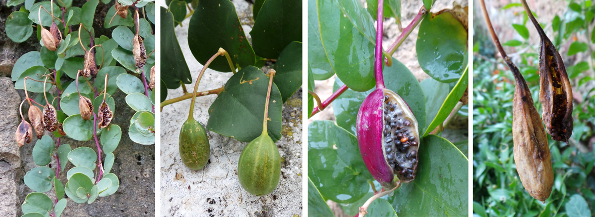 The flowers are followed by oblong fruits (L and LC) that eventually burst to reveal numerous black seeds (LC) before drying out (R).