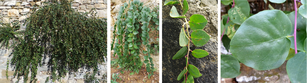 The sprawling plants (L) have many stems (LC and RC) covered with thick, fleshy rounded alternate leaves (R).