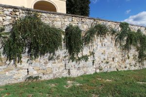 Caper plants growing wild in a stone wall in Tuscany.