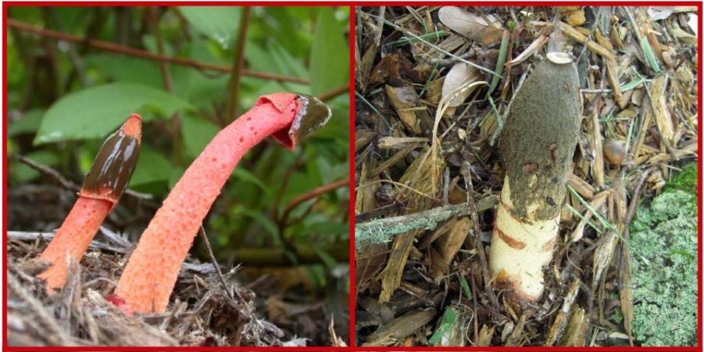 Stinkhorns