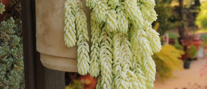 Burro’s Tail, Sedum morganianum