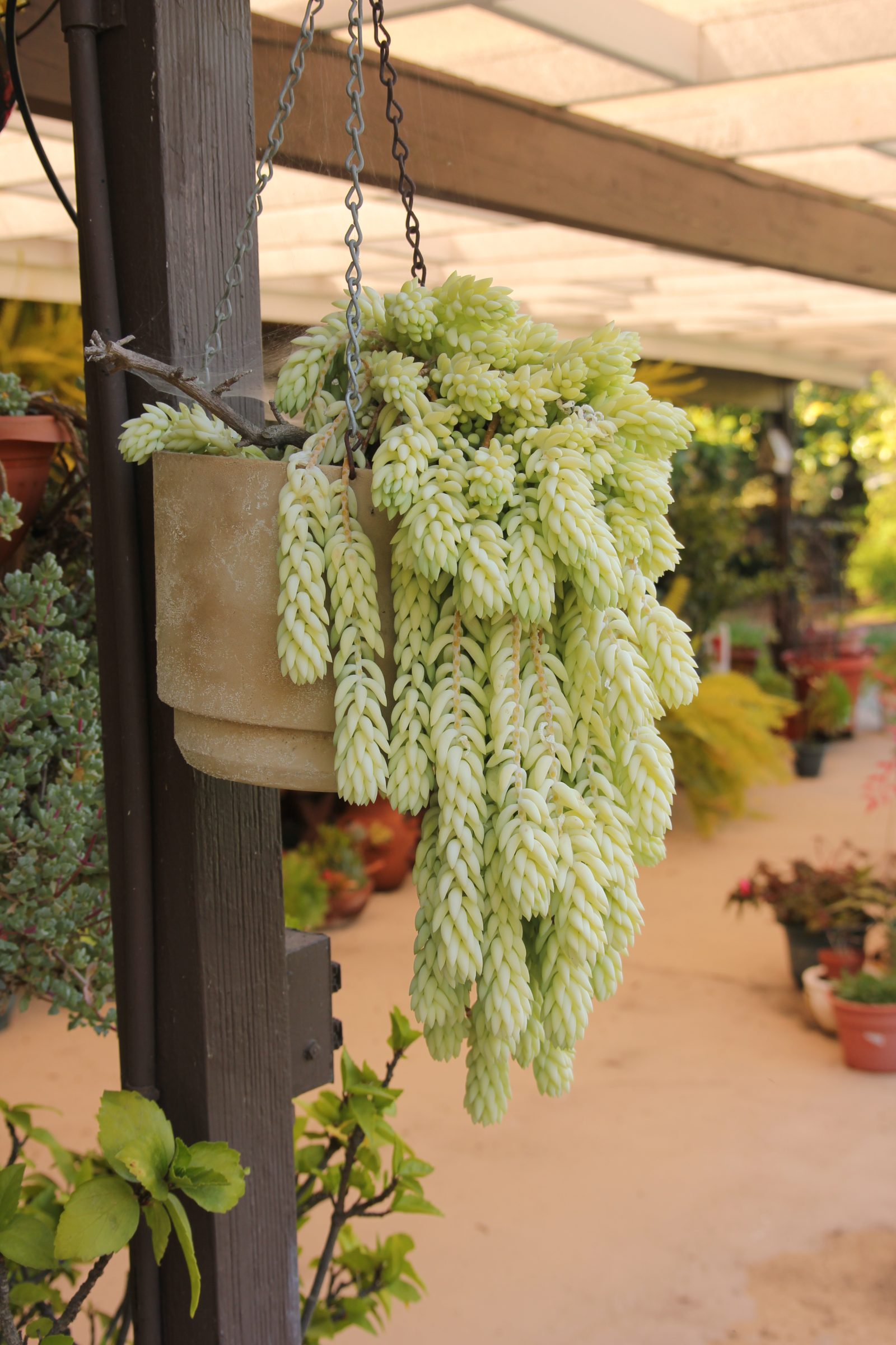 hanging plant lamp Hanging Garden Circular Planter Pendant Lamp White