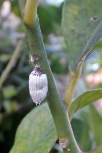 Cottony cushion scale is an important pest of citrus, but in the Midwest brown scale and spider mites are the most common pests.