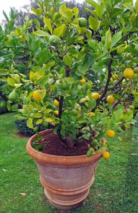 Citrus growing in a large container in Italy.