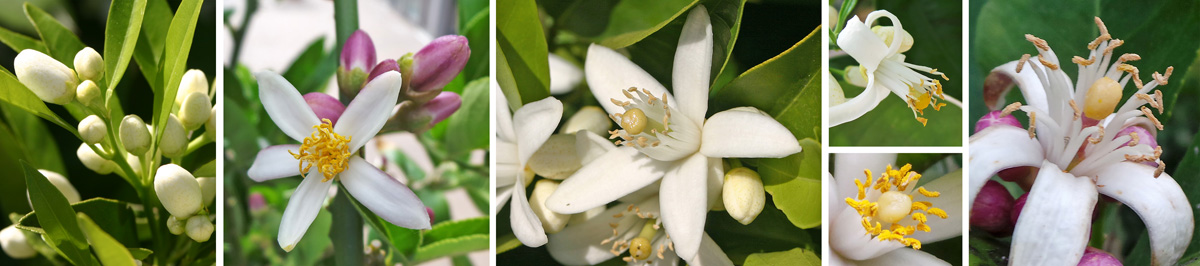 Clusters of buds (L), which may be white or pink (LC) open to white petals and yellow stamens (C, RC and R).