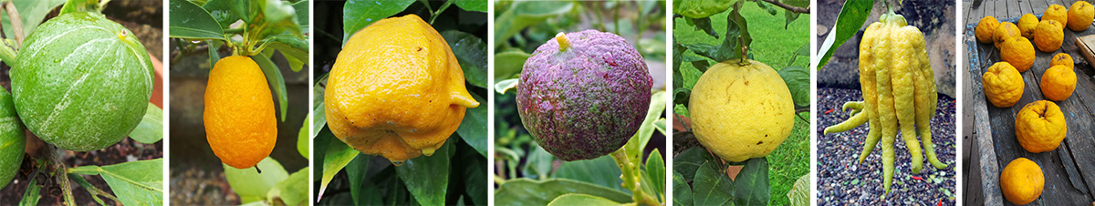 An assortments of citrus fruits, including fingered lemons (second from right).