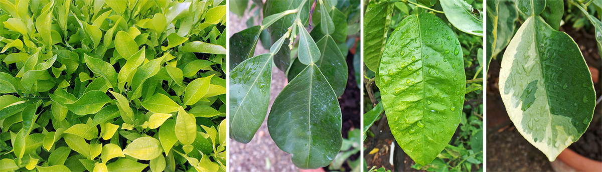 Citrus leaves (L) often have a flange on the petiole (LC) and may be dark or light green (RC) or variegated (R).