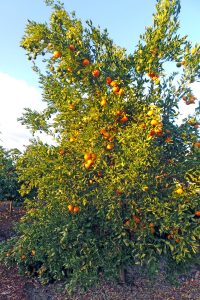 A backyard orange tree in San Diego.