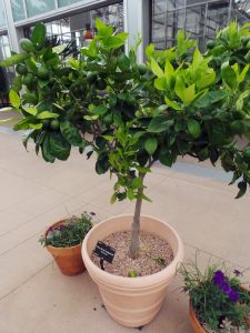 Citrus in containers are best moved outside once the weather is warm.