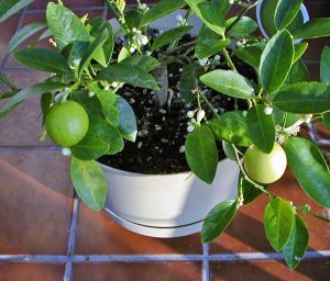 Grow citrus in well-drained potting medium and keep it moist, but not wet.