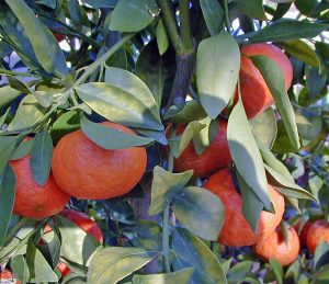 Citrus grown from seed is unlikely to produce the same type of fruit as the parent.