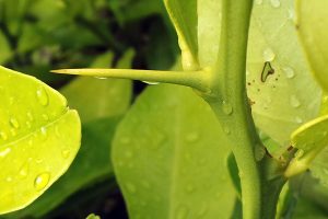 Many types of citrus have sharpt thorns