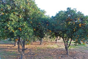 Orange trees are still grown in southern California.