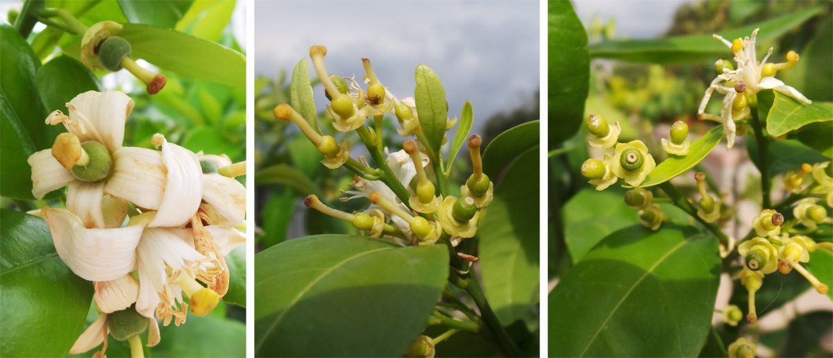 Young fruits develop after the flowers.