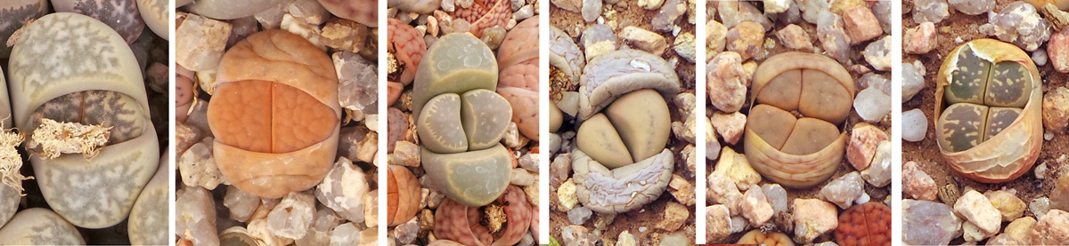 After flowering, a new pair of leaves develop (L), pushing up between the old leaves (second from left and LC), as the old leaves start to wither (RC). A plant may also divide at this time, producing two pairs of leaves (second from R and R), leaving a papery sheath around the new leaves (R).