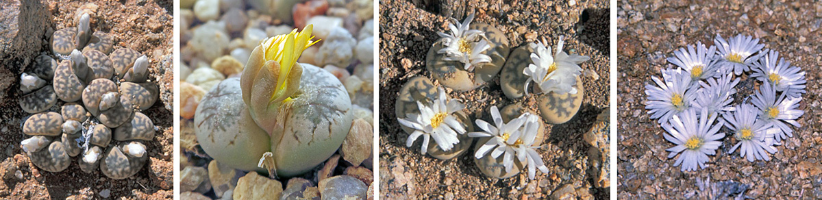 LIthops flower buds emerge from between the leaves (L and LC) and start to open (RC) the daisy-like flowers (R). 