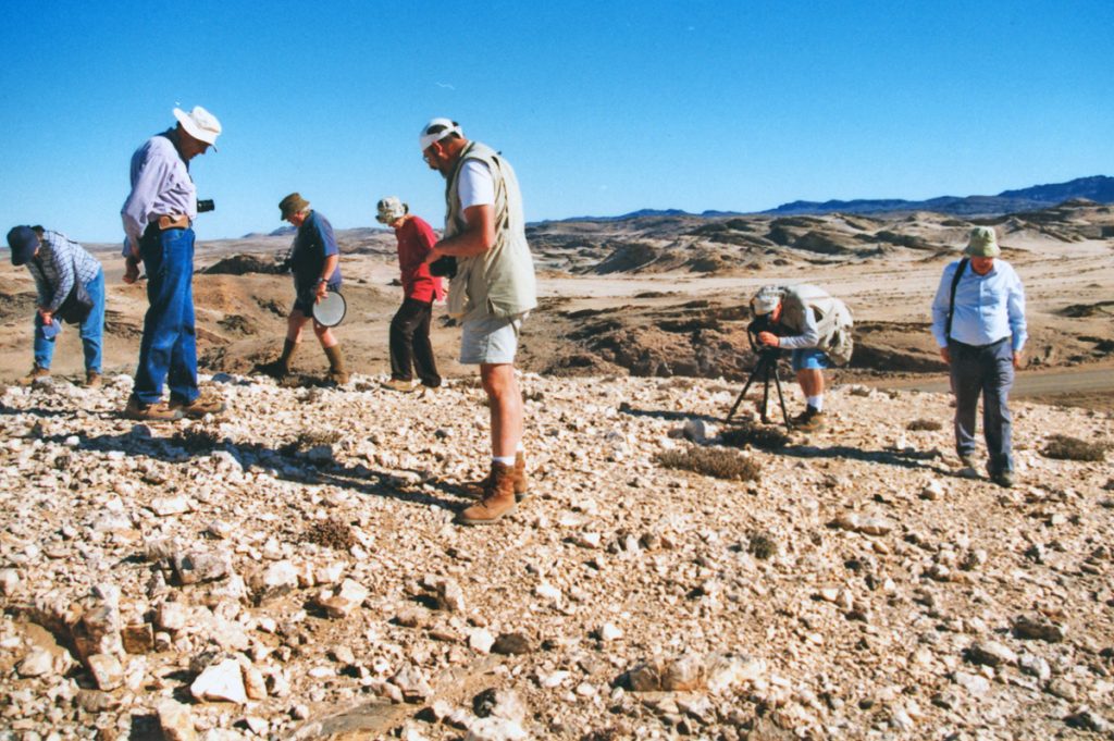 Typical Lithops habitat, southern Namibia.