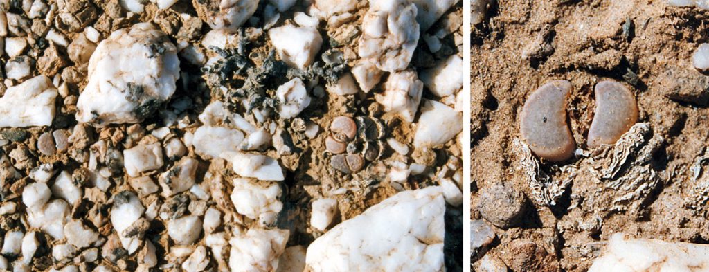 Lithops are masters of camoflouge: L. herrei on a white quartz outcropping near the NAMDEB operation at Auchos, Namibia.