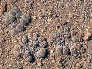 Lithops karasmontana spp. bella on a hill outside of Aus, Namibia.