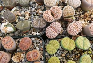 Lithops can be grown from seed.